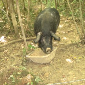 Le porc noir type Gascon croisé Duroc